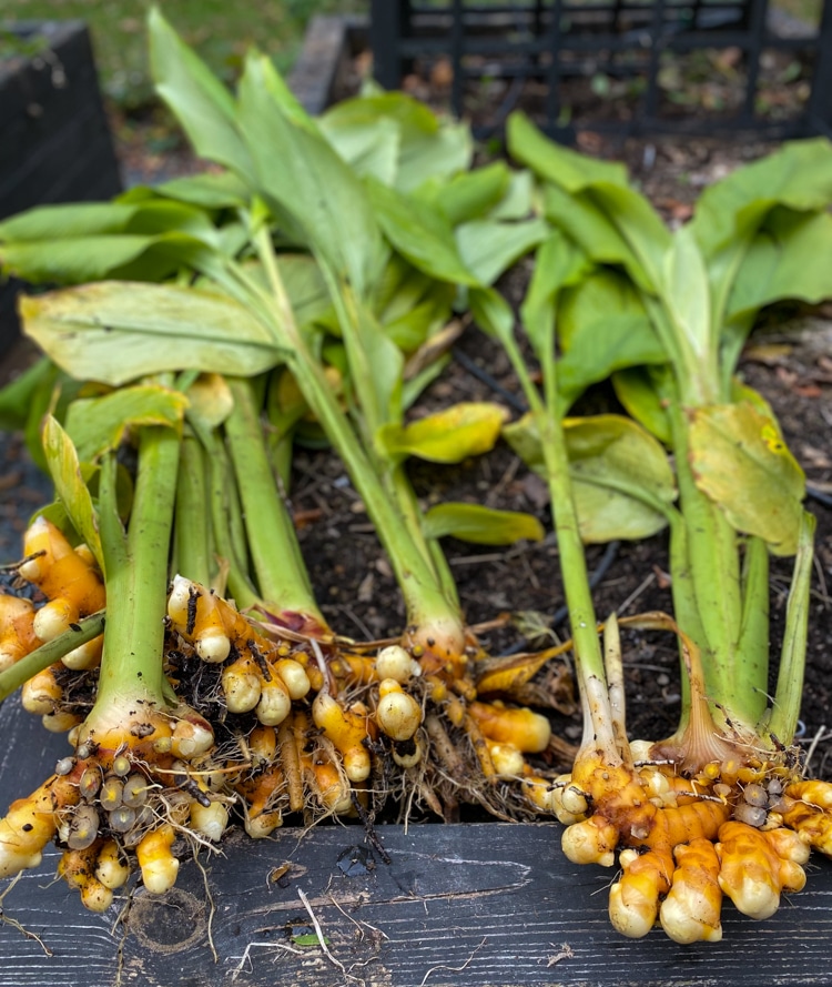 growing turmeric