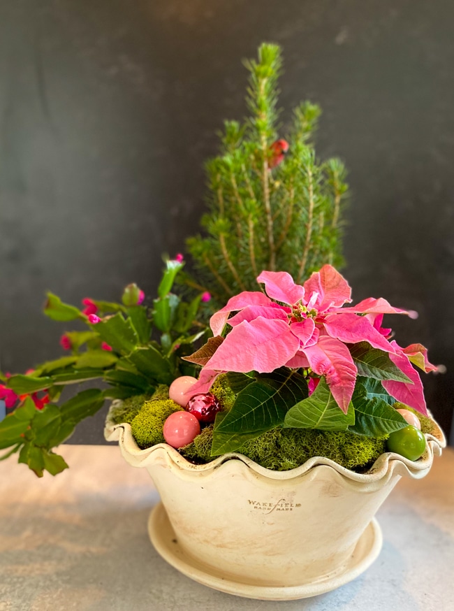 holiday houseplant classic combine in one pot
