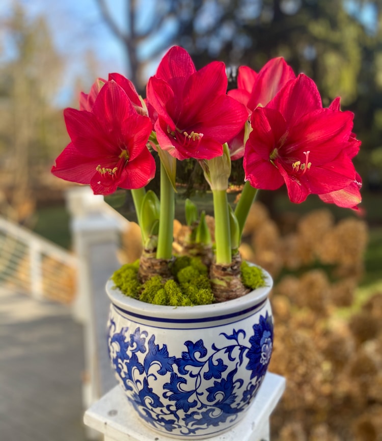 Amaryllis holiday houseplant in a pot