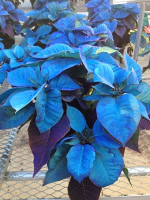 blue poinsettia