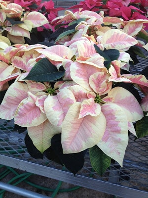 soft poinsettia