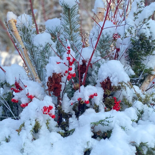 snow planter