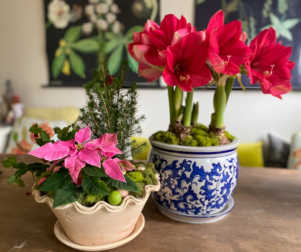 holiday houseplants grouping