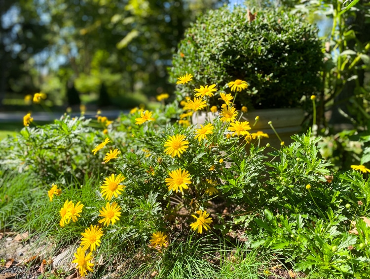 High Noon bush daisy