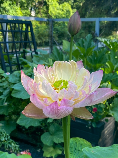 lotus flower in stock tank pond