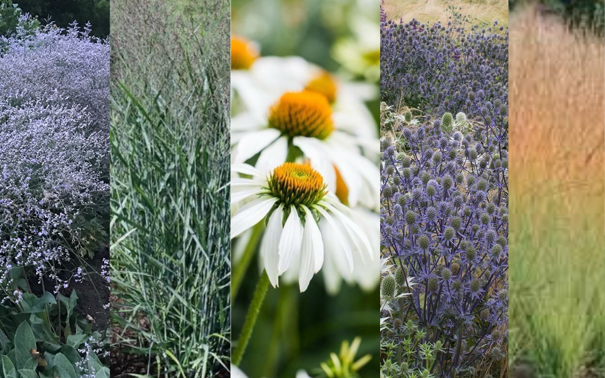 Paragüero Pluvio Blanco - GardenStuff