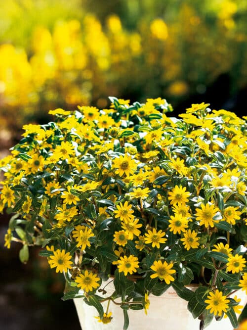 Sunbini creeping zinnia