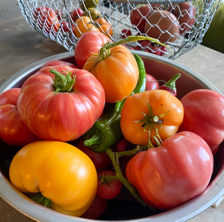 Bowl full of tomatoes