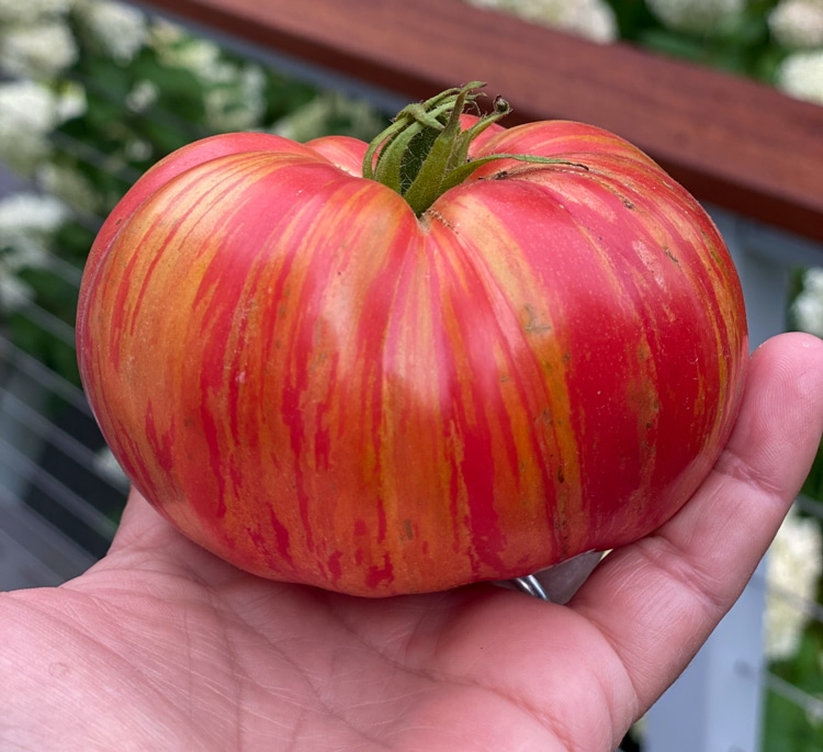 Dwarf Firebird Sweet tomato