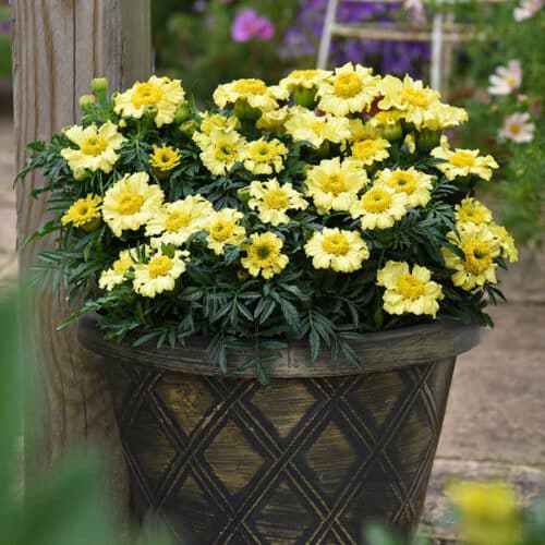 daisy wheel yellow marigold