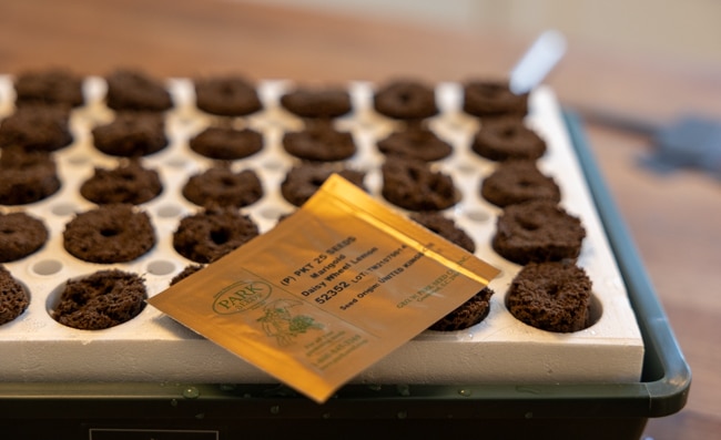 marigold seeds with bio dome cells