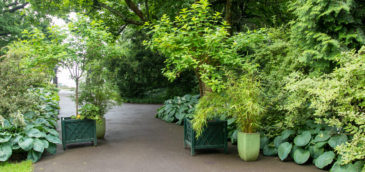 The Impatient Gardener