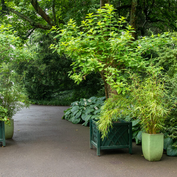 green planters with green foliage