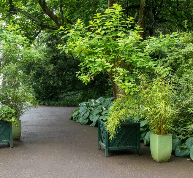 green planters with green foliage