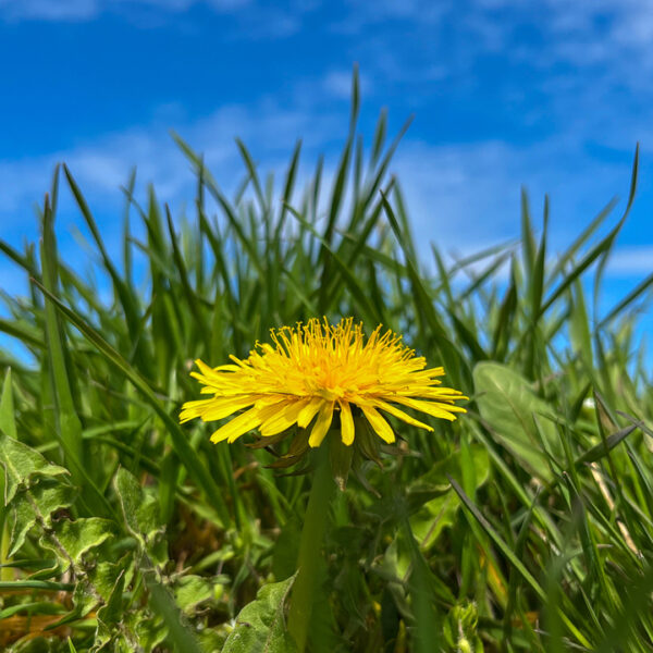 dandelion with sky