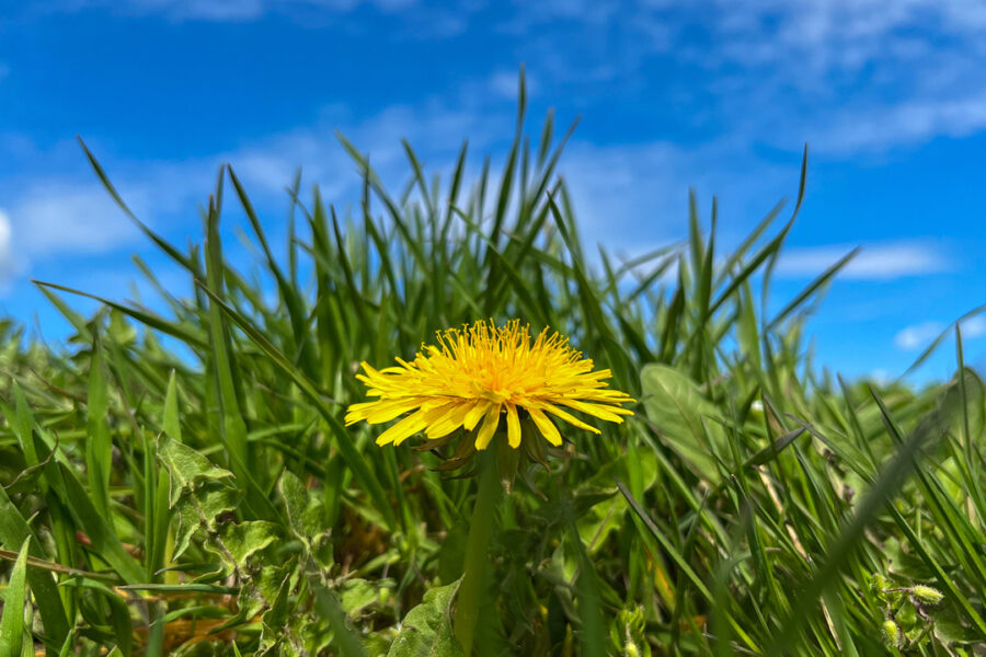 dandelion with sky