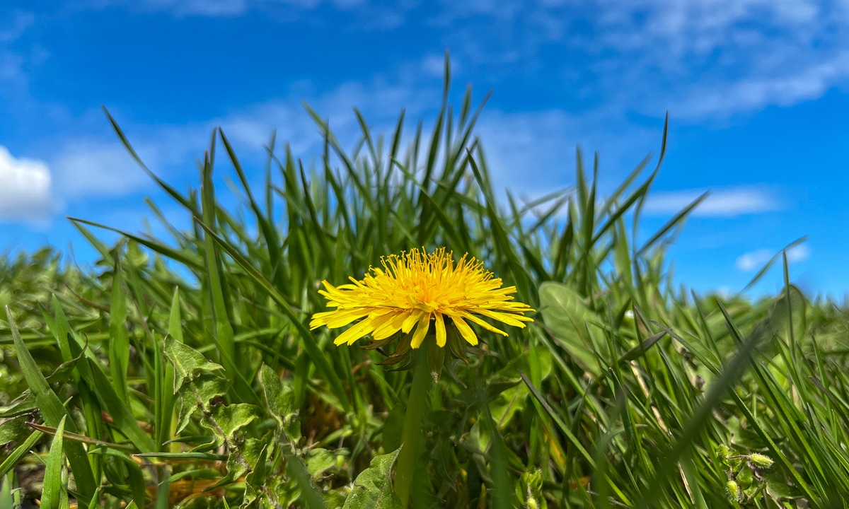 dandelion with sky