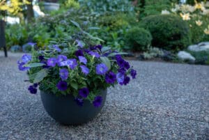 easy wave petunias