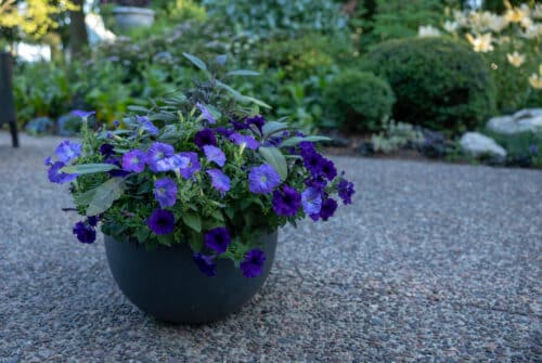 easy wave petunias