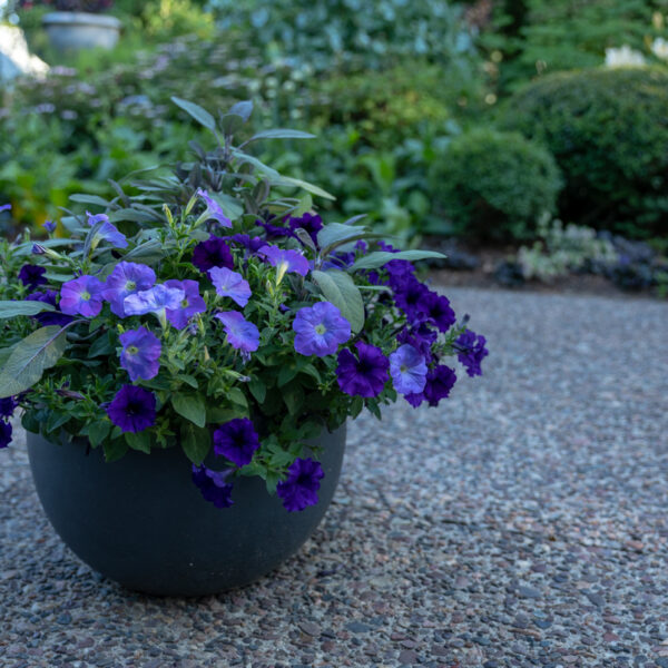 easy wave petunias