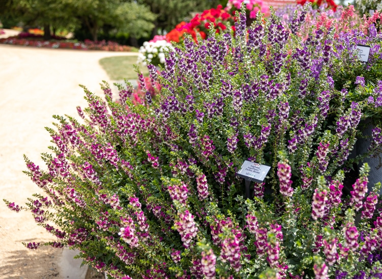 angelonia bicolor