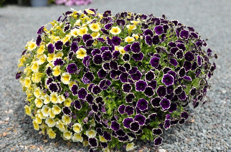 blueberries and cream and bee's knees petunias