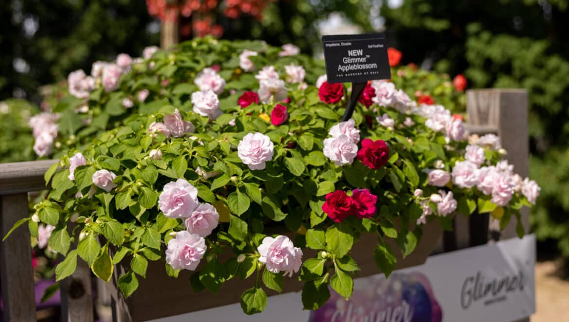 glimmer double impatiens The Impatient Gardener