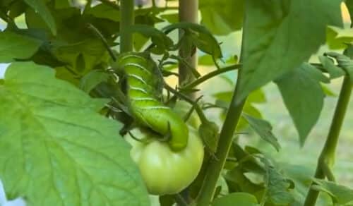 tomato hornworm