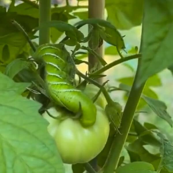 tomato hornworm