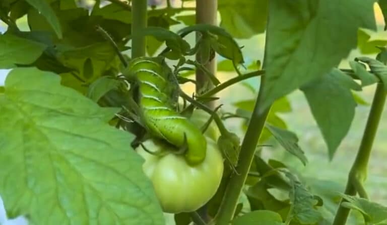 tomato hornworm