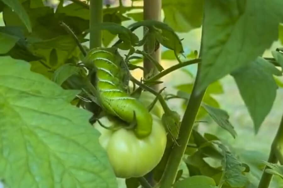 tomato hornworm