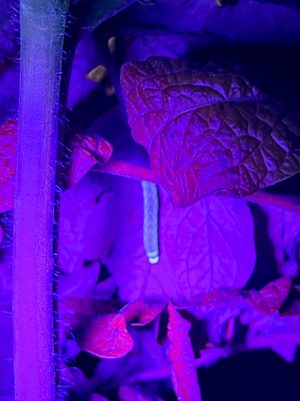 hornworm glowing under black light