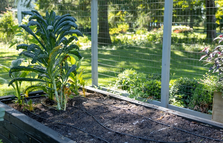 kale garden bed