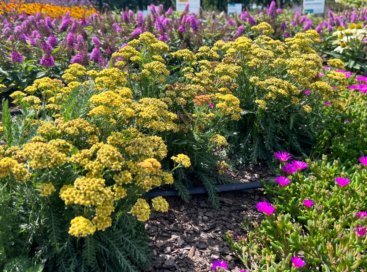 Plants April-1 2023 - Browse Articles