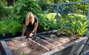 romaine seed tape