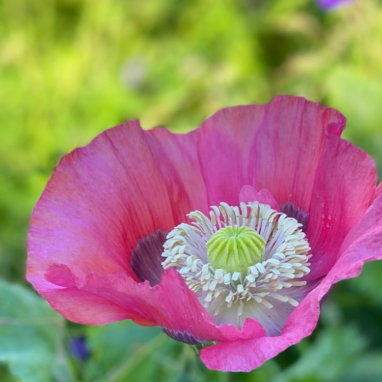 the ONLY way I grow poppies 🌱 perfect germination & you'll never