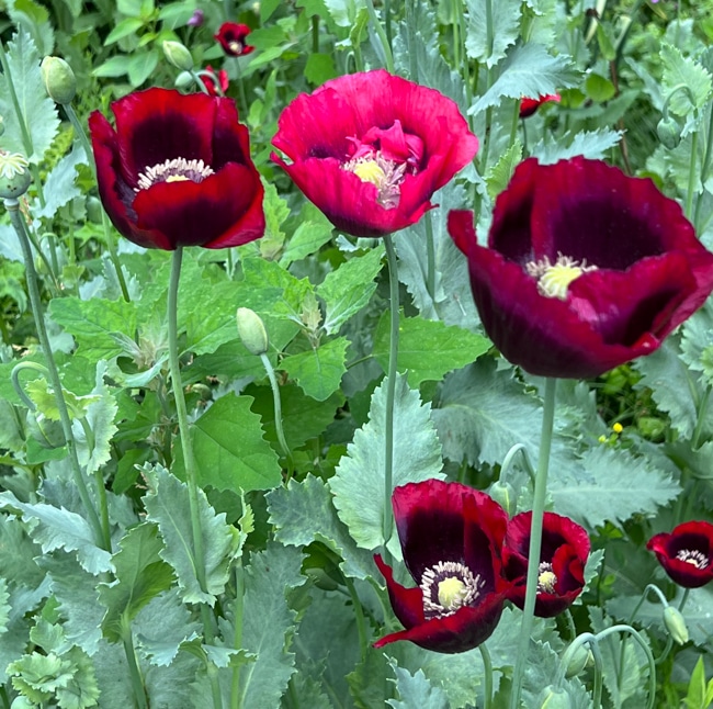 red and pink poppies