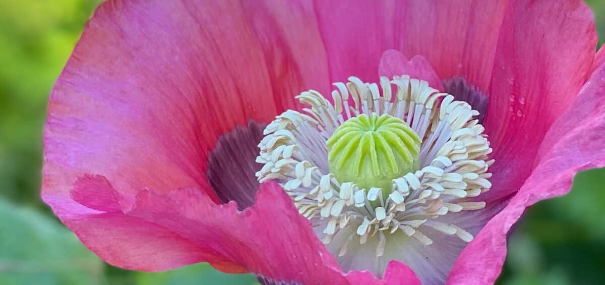 poppy