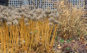 allium millennium standing for fall