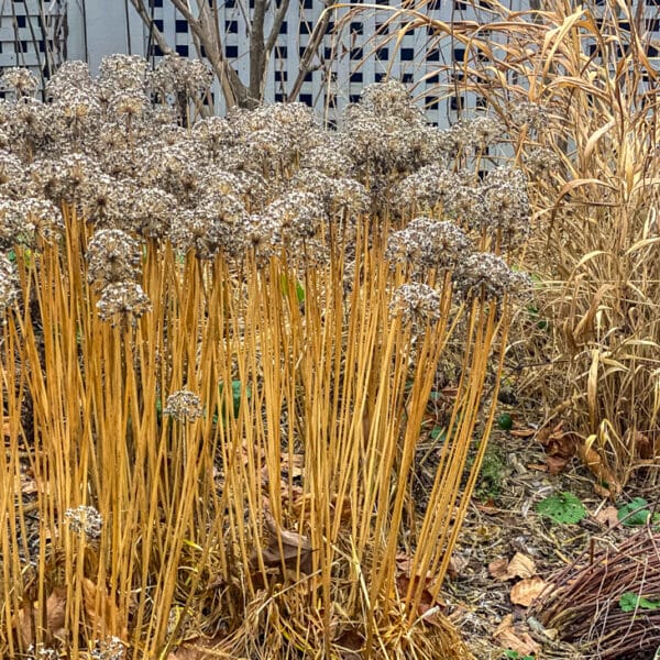 allium millennium standing for fall