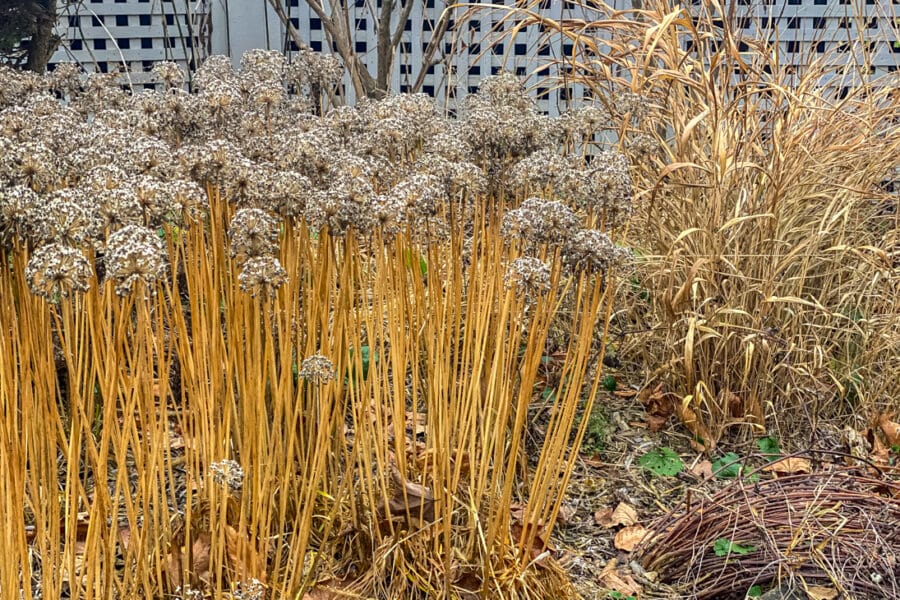 allium millennium standing for fall