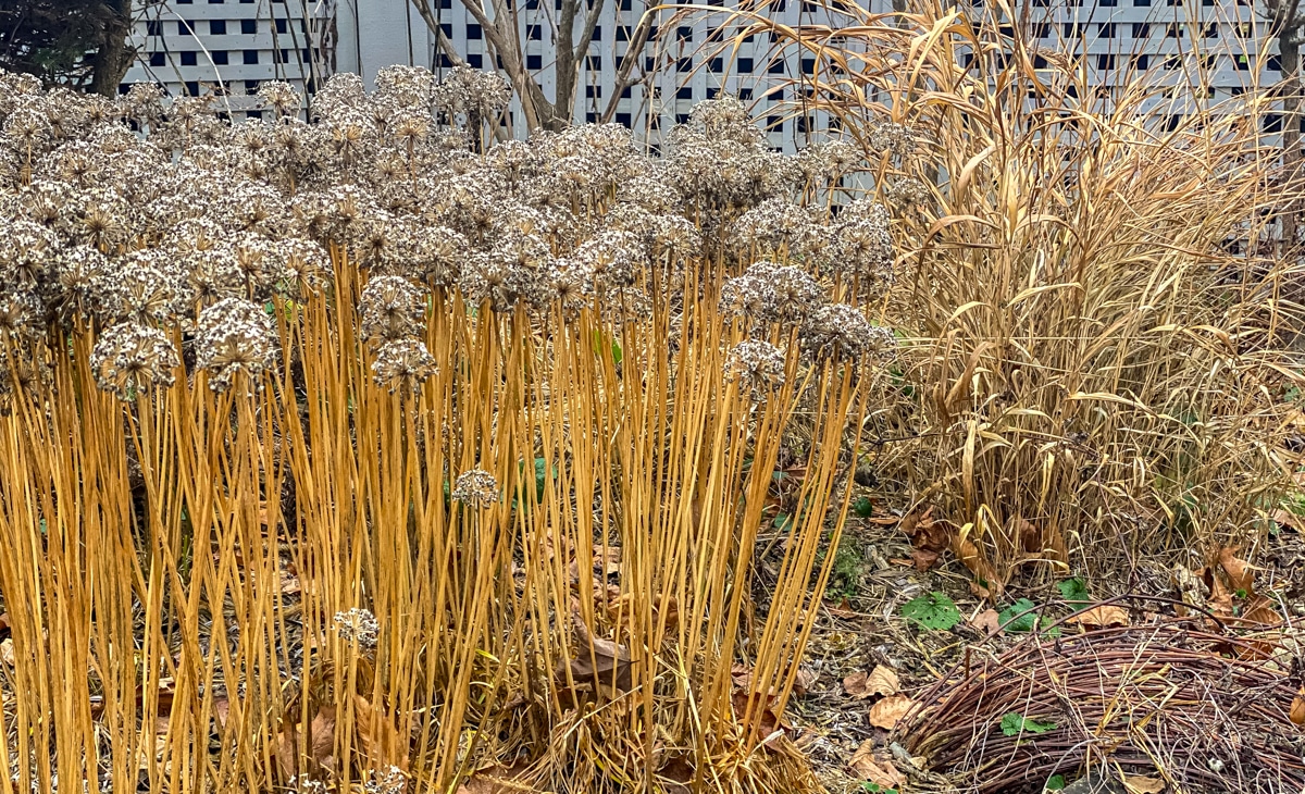 allium millennium standing for fall