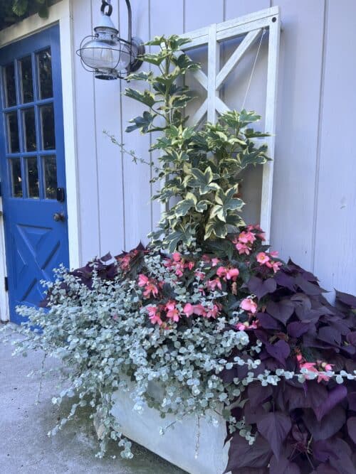 vine in pot