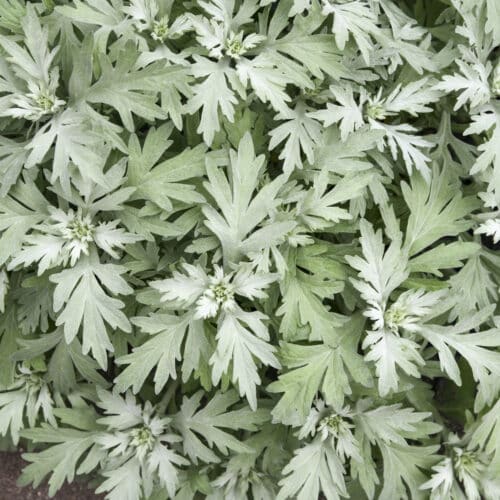 artemisia silver lining closeup