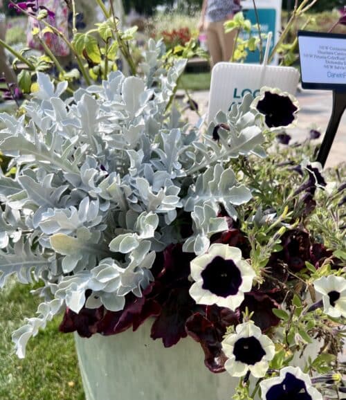 Centaurea Silver Swirl in container