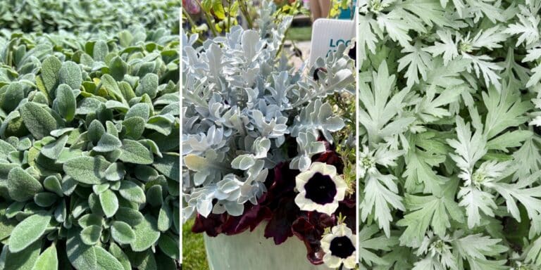 Silver foliage plants