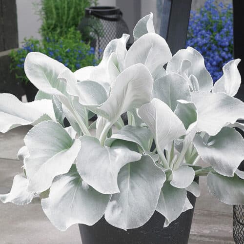 Senecio Angel Wings silver foliage