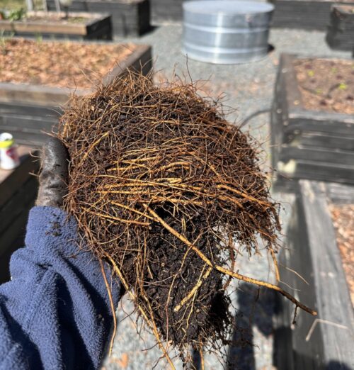 Yellow clematis roots