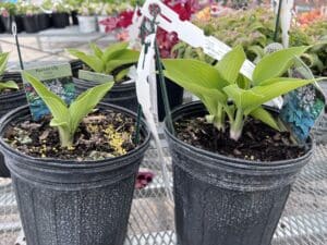 more plants in a pot