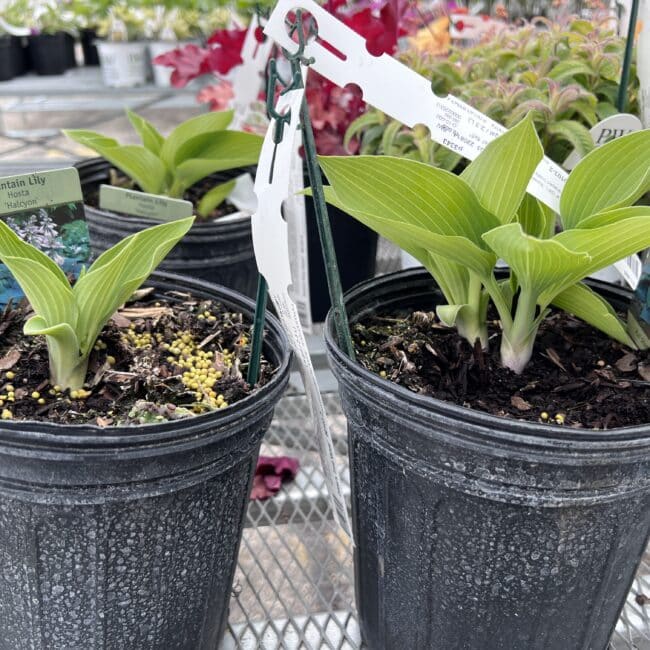 more plants in a pot